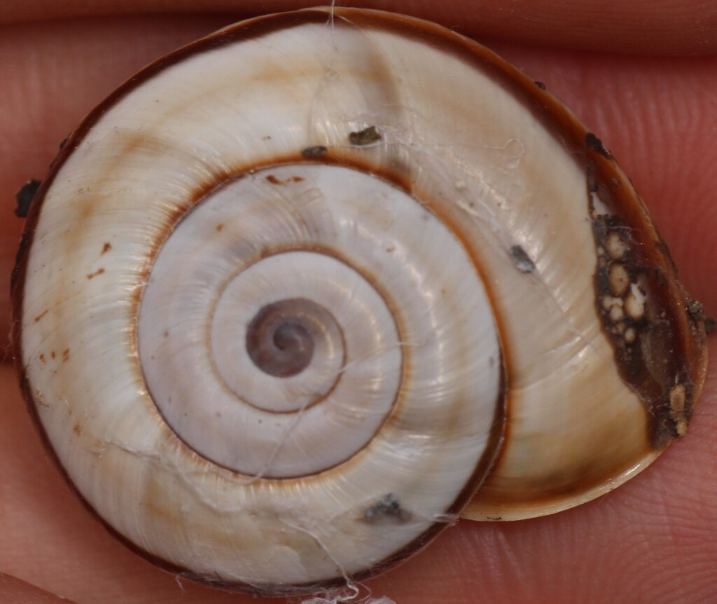 great rock snail