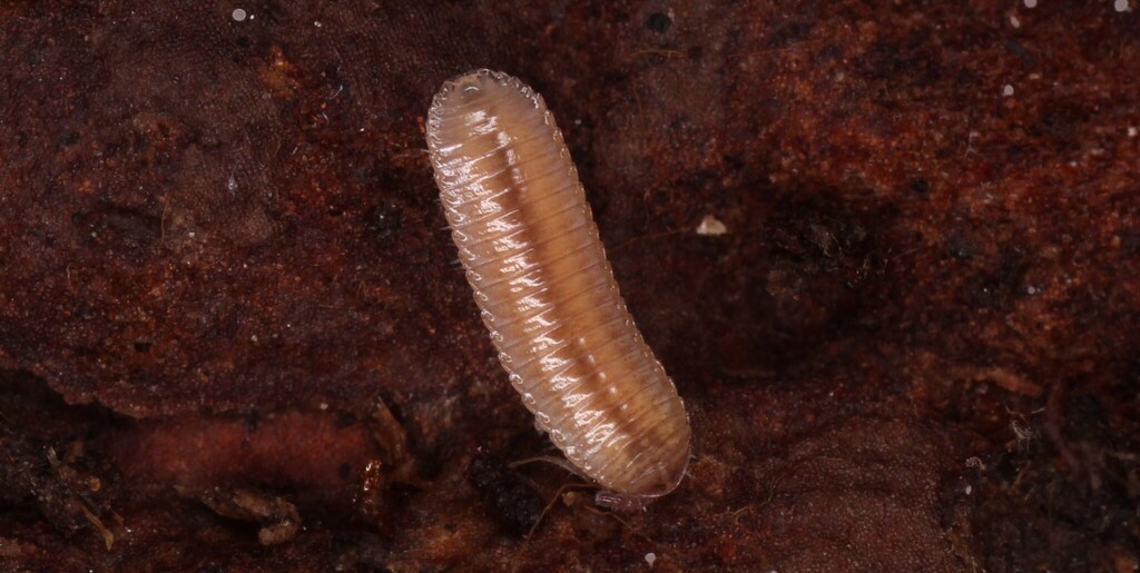 Hirudisoma trivittatum