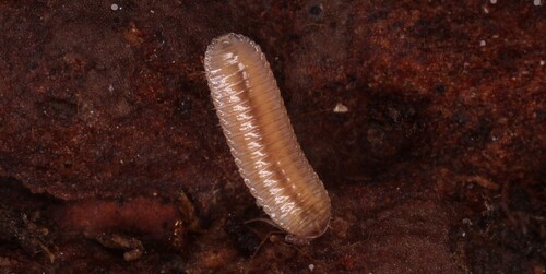 Hirudisoma trivittatum