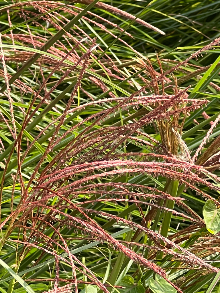 Miscanthus