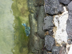 Abudefduf abdominalis