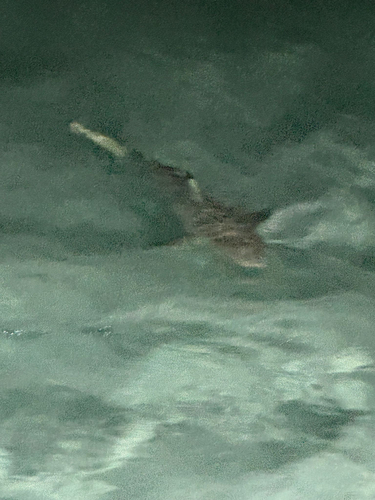 Carcharhinus melanopterus