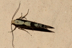 Argyresthia conjugella