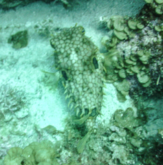 Chilomycterus antillarum