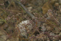 Agrostis vinealis trinii