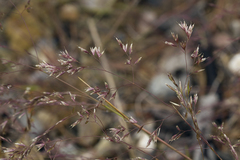 Agrostis vinealis trinii