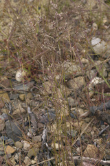 Agrostis vinealis trinii