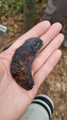 Gleditsia amorphoides