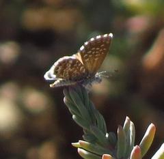 Brephidium metophis