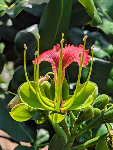 Afzelia quanzensis