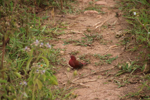 Red-billed Firefinch