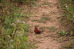 Lagonosticta senegala