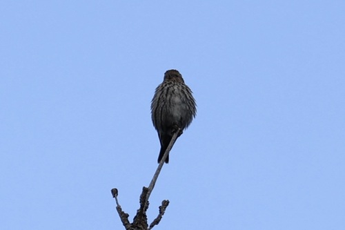 Pine Siskin
