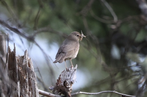 Swainson's Thrush