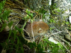 Clethrionomys glareolus