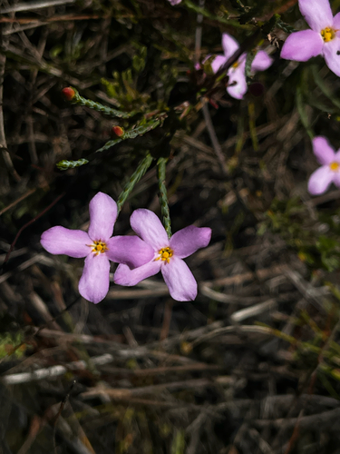 Single Stripper (Lachnaea uniflora)