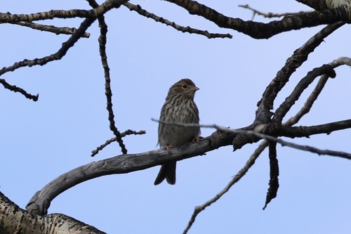 Chipping Sparrow
