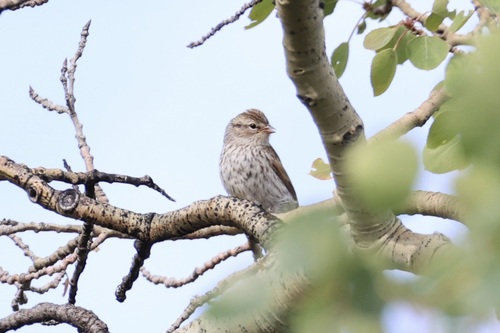 Chipping Sparrow