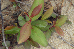 Populus maximowiczii