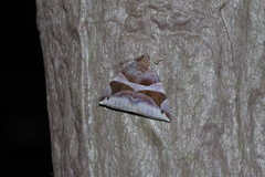 Bastilla arcuata