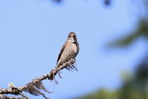 Western Wood-Pewee