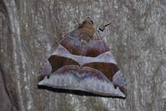 Bastilla arcuata