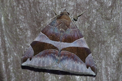 Bastilla arcuata