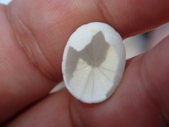 Echinoneus cyclostomus