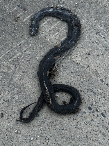 Red-bellied Black Snake sighting