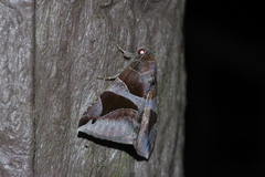 Bastilla arcuata