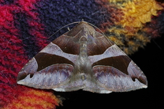 Bastilla arcuata