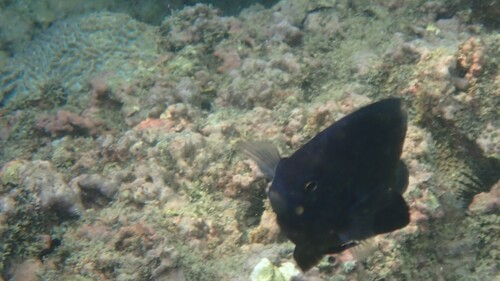 Arabian damsel (Pomacentrus arabicus) — Pomacentridae — 5