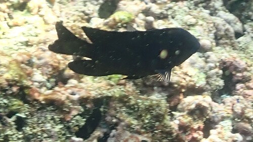 Arabian damsel (Pomacentrus arabicus) — Pomacentridae — 4