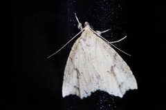 Olulis puncticinctalis