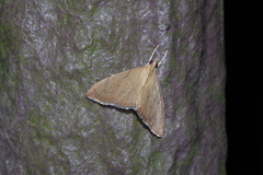 Hyalobathra illectalis