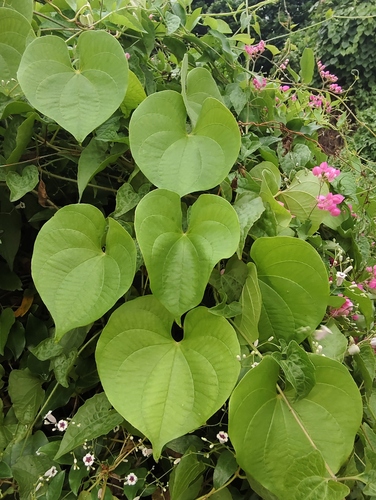 Dioscorea esculenta observed 2025-10-19