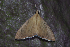 Hyalobathra illectalis