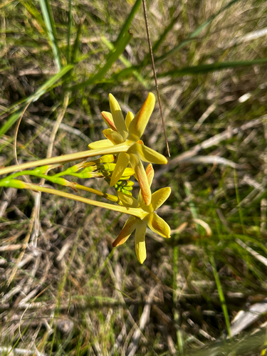 Ixia paniculata, photograph 3