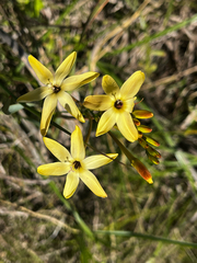Ixia paniculata, photograph (c) safiyyah hattas, some rights reserved (CC BY)