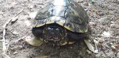 Trachemys