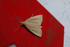 Stenhypena longipennis