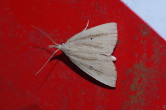 Stenhypena longipennis