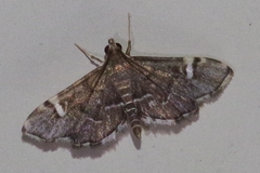 Diathrausta profundalis