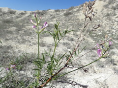 Astragalus brachylobus