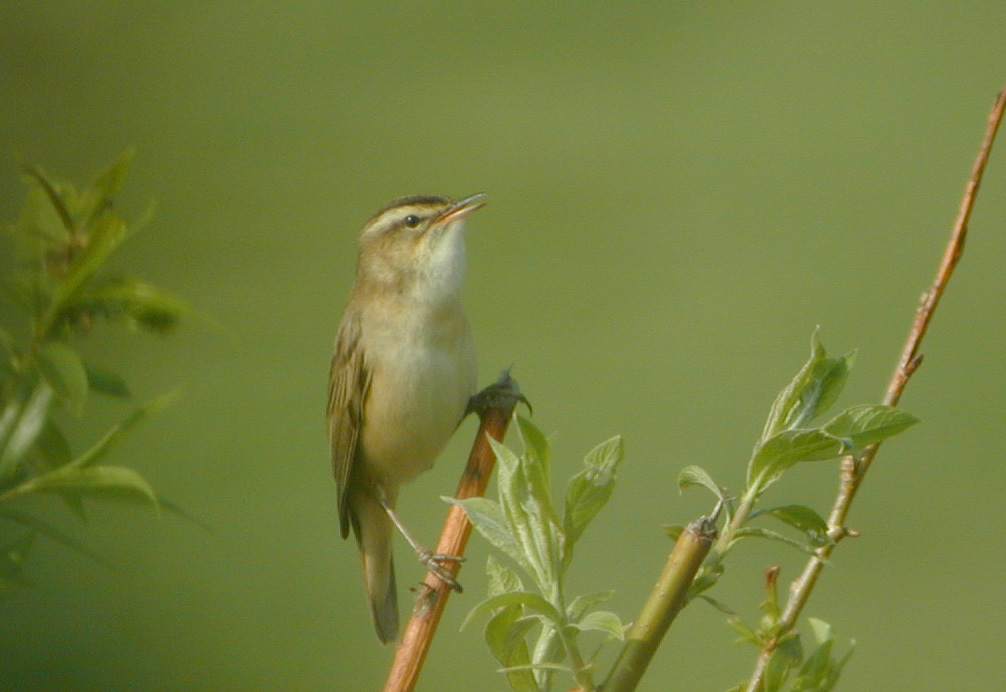 Sedge Warbler