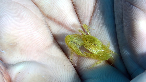 Caphyra rotundifrons observed 2025-10-02