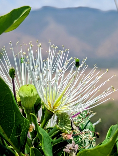 How to identify Thilachium africanum Lour.