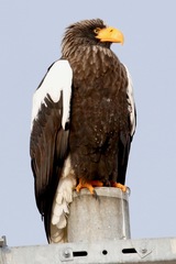 Haliaeetus pelagicus