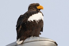 Haliaeetus pelagicus