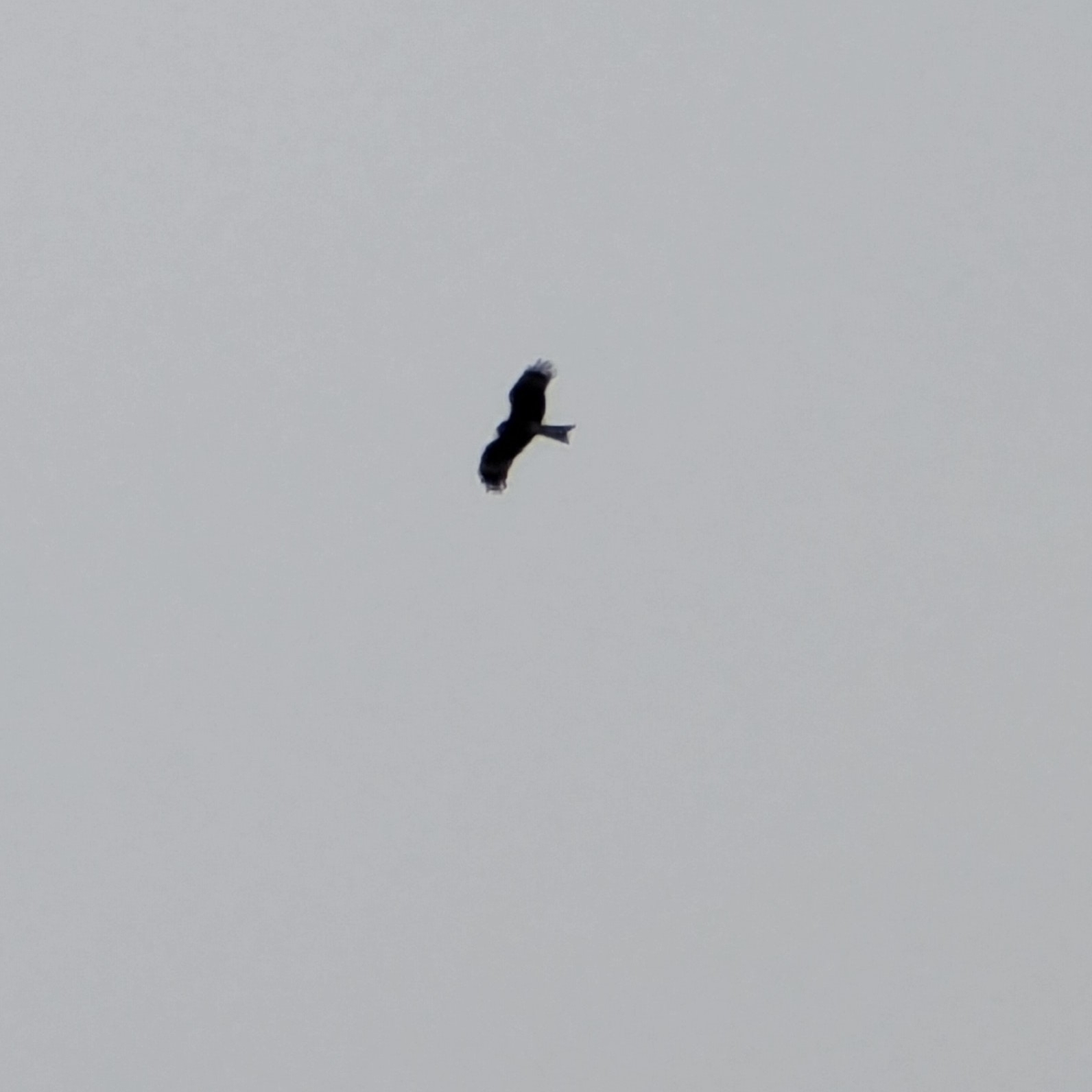 Black Kite